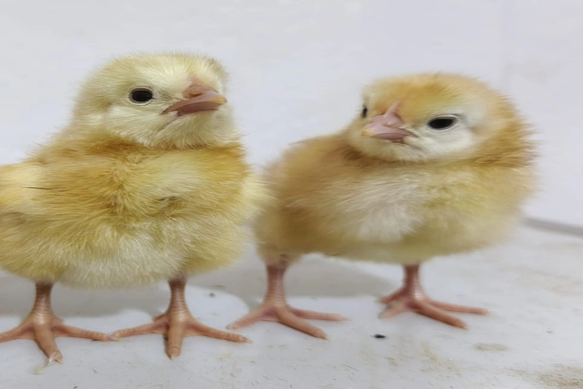 Day Old Chicks