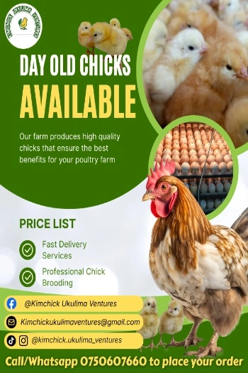 Healthy chicks - Elburgon Poultry